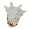 Seconds | Large Cassis Cornuta Helmet Conch Shell