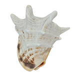 Seconds | Large Cassis Cornuta Helmet Conch Shell