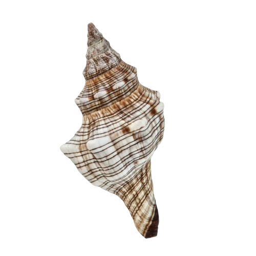 Fasc Trapezium Natural Sea Shell