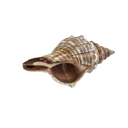 Fasc Trapezium Natural Sea Shell