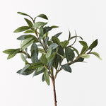 Olive Stem Spray