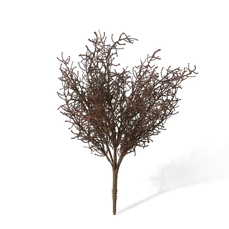 Santolina Bush Stem | Brown