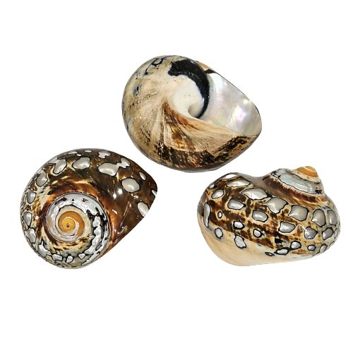 Turbo Samarticus Polished Natural Shell. - Luxe Coastal Home