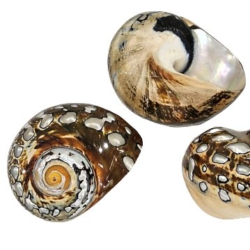 Turbo Samarticus Polished Natural Shell. - Luxe Coastal Home