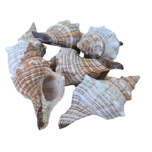 fasc trapezium natural sea shell