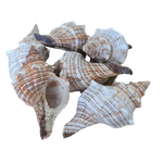 fasc trapezium natural sea shell