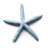 Blue Star Fish - Luxe Coastal Home