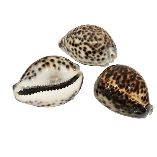Cyprea Cyprea Tigris Natural Sea Shell Brown - Luxe Coastal Home