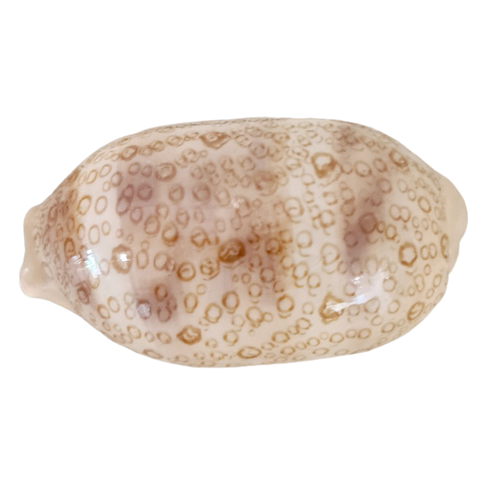 cypraea argus cowrie sea shell