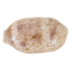 Cypraea Argus Cowrie Shell