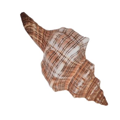 Fasc Trapezium Natural Sea Shell 12 cm