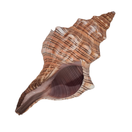 Fasc Trapezium Natural Sea Shell 12 cm