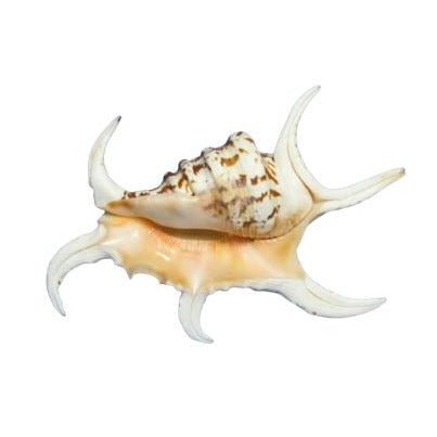 Lambis Chiragra Natural Sea Shell 21 cm - Luxe Coastal Home