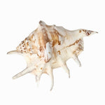 Lambis Natural Sea Shell. - Luxe Coastal Home