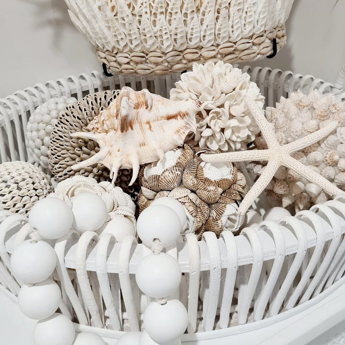 Lambis Natural Sea Shell. - Luxe Coastal Home