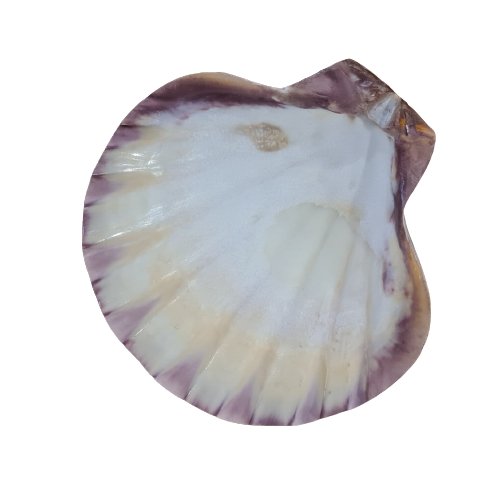 Lions Paw Natural Sea Shell - Luxe Coastal Home