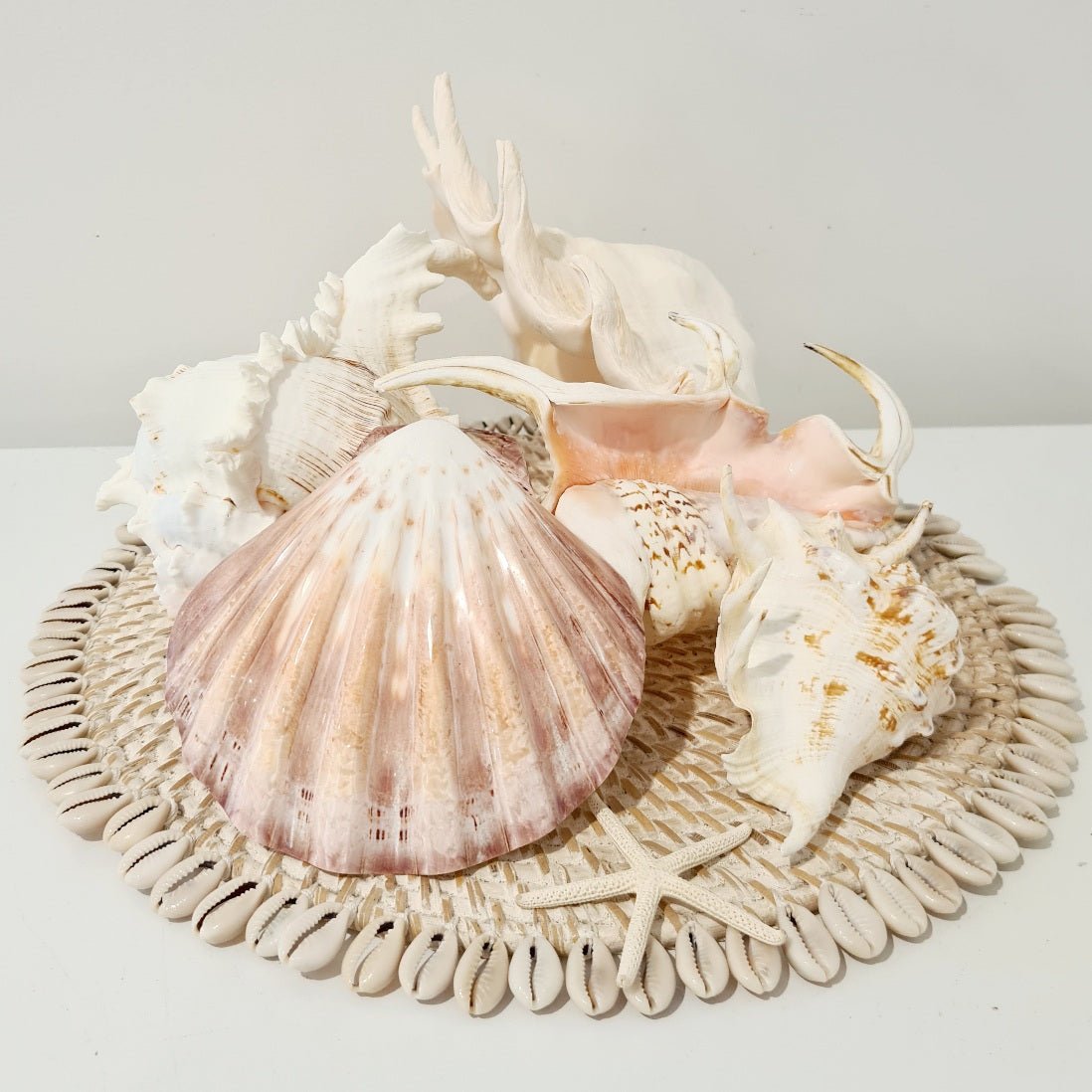 Lions Paw Natural Sea Shell - Luxe Coastal Home