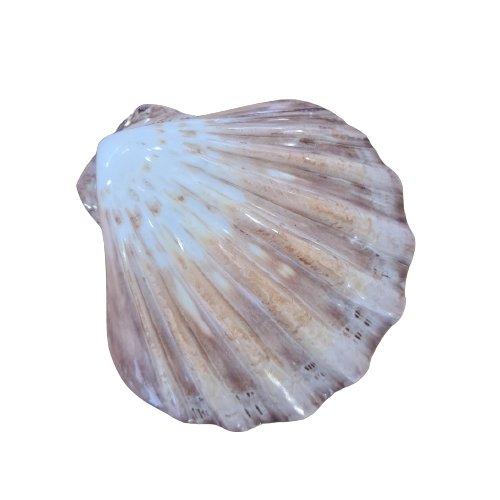 Lions Paw Natural Sea Shell - Luxe Coastal Home