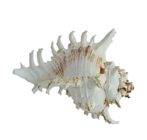 Murex Ramosus Sea Shell - Luxe Coastal Home