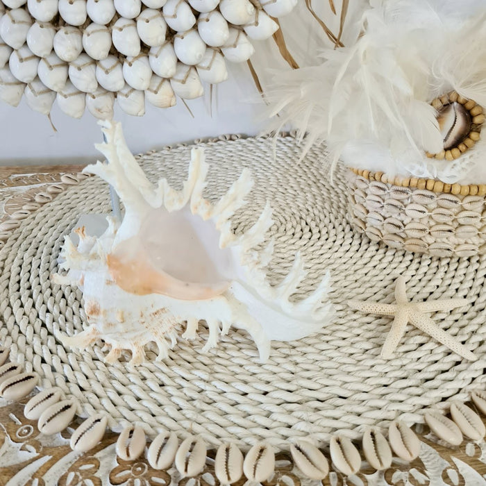 Murex Ramosus Sea Shell - Luxe Coastal Home