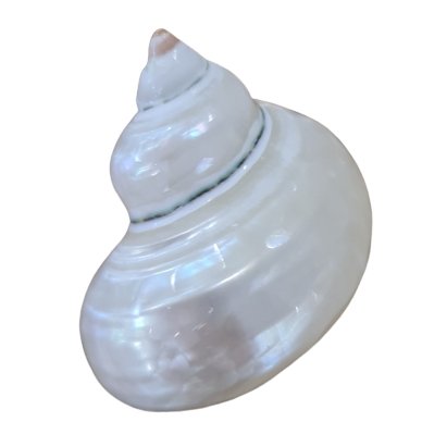 Pearlised Turbo Argyrostomus Sea Shell - Luxe Coastal Home