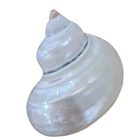 Pearlised Turbo Argyrostomus Sea Shell - Luxe Coastal Home