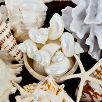 Pearlised Turbo Argyrostomus Sea Shell - Luxe Coastal Home