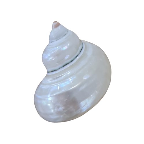 Pearlised Turbo Argyrostomus Sea Shell - Luxe Coastal Home