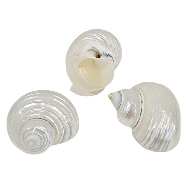 Pearlised Turbo Argyrostomus Sea Shell - Luxe Coastal Home