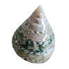 Tectus Pyramis Green Natural Sea Shell 6 cm - Luxe Coastal Home