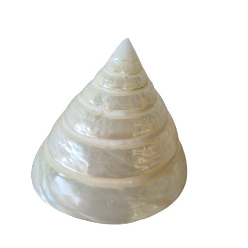 Tectus Pyramis Silver Sea Shell 6 cm - Luxe Coastal Home