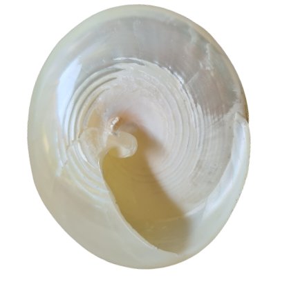 Tectus Pyramis Silver Sea Shell 6 cm - Luxe Coastal Home