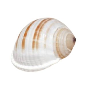 Tona Sulcosa Natural Sea Shell 10 cm - Luxe Coastal Home