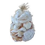 White Sea Shells in Abaca Bag. - Luxe Coastal Home